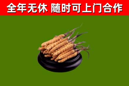 龙港回收冬虫夏草